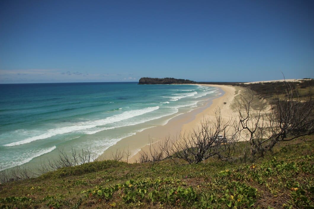 Mist over eucalyptus forest in the Blue Mountains